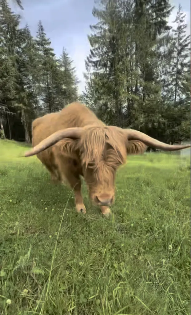 Jade the Highland cattle - herd queen and mother grazing in green pasture with distinctive long horns and shaggy coat